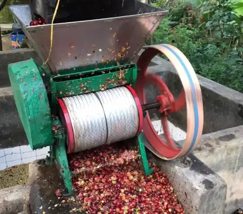Despulpadora de café en funcionamiento con cerezas rojas
