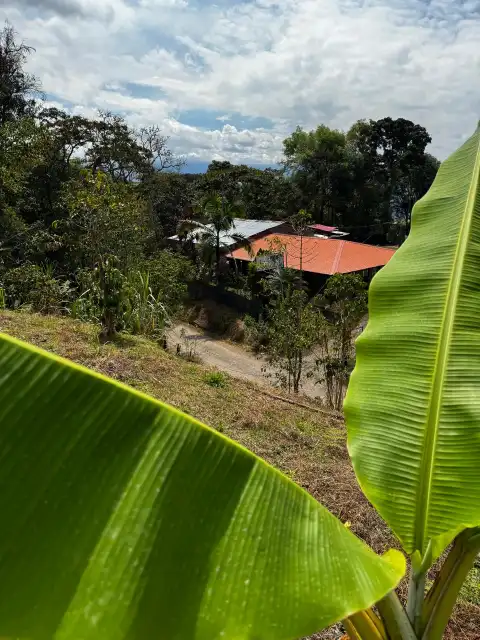 Techo rojo de la finca visto entre grandes hojas de plátano