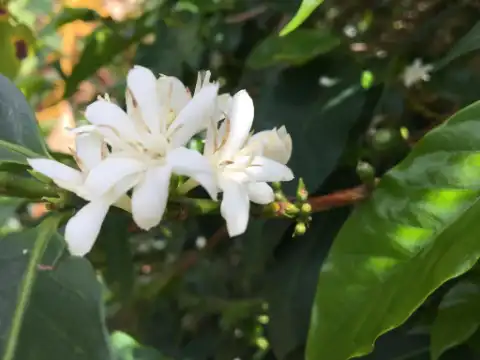 Flor blanca del cafeto
