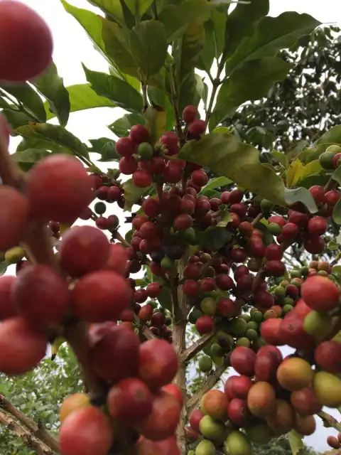 Rama de cafeto cargada de cerezas rojas y verdes
