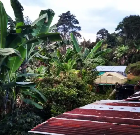Matas de plátano y techos de la Finca San Isidro