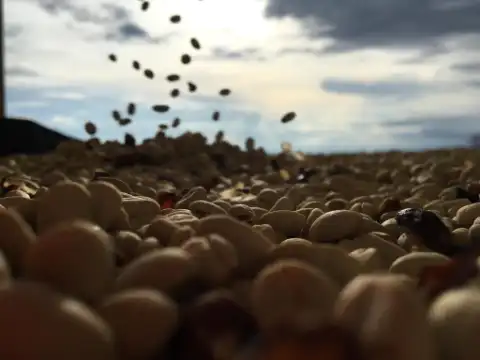 Granos de café secándose al sol, a ras de suelo
